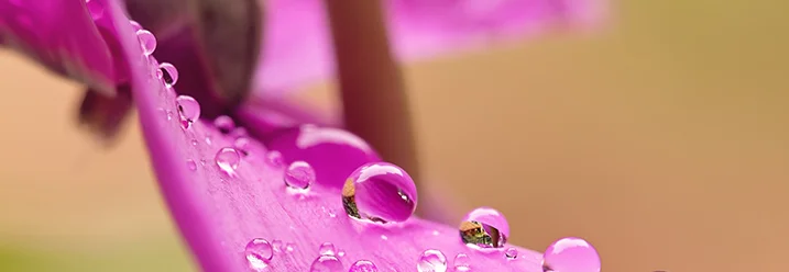Wassertropfen auf Alpenveilchenblüte
